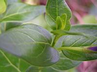 Pervenche (3) (Photo F. Mrugala)